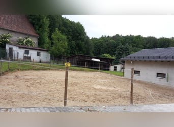 Reiterin gesucht /Mitreiterin /Pflegebeteiligung