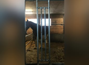 schafwolleunterlage für Empathy Brustblatt - Pony