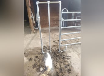 schafwolleunterlage für Empathy Brustblatt - Pony