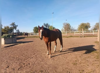 Suche Profi Reitlehrerin für Dressur 100€ auf eigenem Reitplatz!