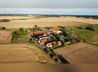 Suche Profi Reitlehrerin für Dressur 100€ auf eigenem Reitplatz!