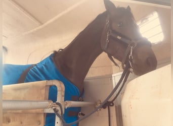 Suche Profi Reitlehrerin für Dressur 100€ auf eigenem Reitplatz!
