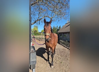Suche Profi Reitlehrerin für Dressur 100€ auf eigenem Reitplatz!