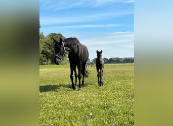 Suche Profi Reitlehrerin für Dressur 100€ auf eigenem Reitplatz!