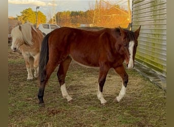 Suche Profi Reitlehrerin für Dressur 100€ auf eigenem Reitplatz!