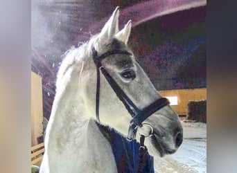 Suche Profi Reitlehrerin für Dressur 100€ auf eigenem Reitplatz!