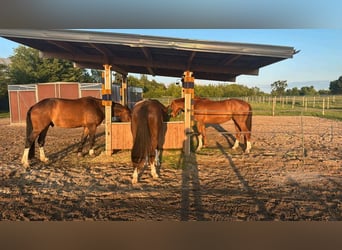 Suche Profi Reitlehrerin für Dressur 100€ auf eigenem Reitplatz!