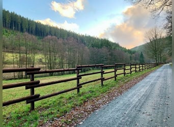 Weidezaun 200m SET Koppelzaun Pferdezaun Zaun Holz Weide Pferde