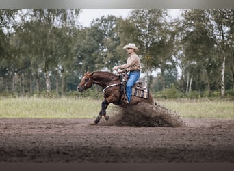 Reitunterricht auf eigenem Pferd o. Schulpferden