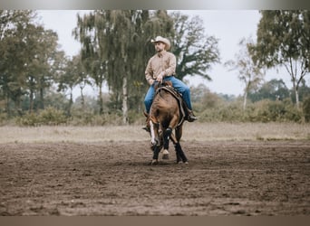 Reitunterricht auf eigenem Pferd o. Schulpferden