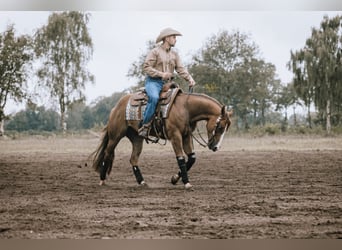 Reitunterricht auf eigenem Pferd o. Schulpferden