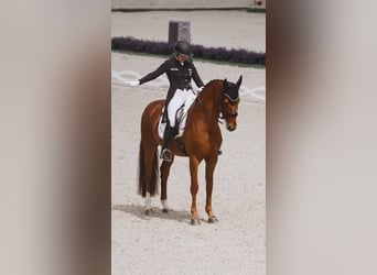 2 Tickets World Championships Aachen 2026 Dressur Dauerkarten