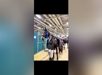 Ausschreibung – Turniervorbereitung