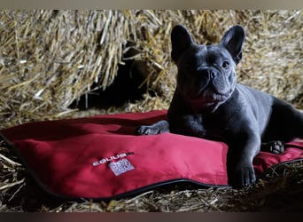 EQUUSIR BIOS HOME Hundedecke – Mehr Wohlbefinden für Deinen Hund