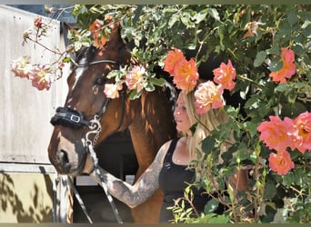 Pferdefotografie / Fotoshooting Pferd & Reiter