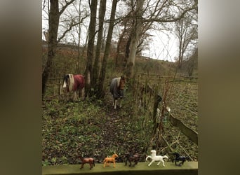 Reit-/Pflege-Beteiligung an 1 bis 2 Isländern 