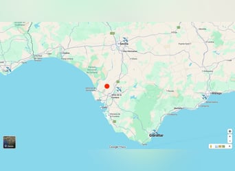 Andalusien und seine wundervollen Pferde - Jerez de la Frontera