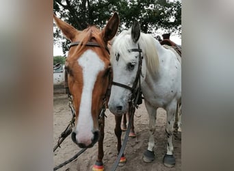 Ausritte für jung und alt