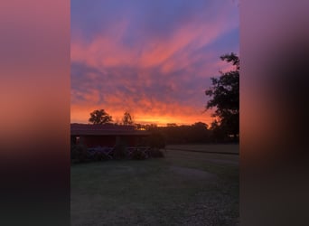 AUTHENTIC POLO RANCH NEAR BUENOS AIRES.