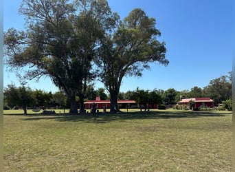 AUTHENTISCHE POLO-RANCH nahe Buenos Aires. 