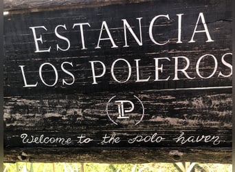 AUTHENTISCHE POLO-RANCH nahe Buenos Aires. 