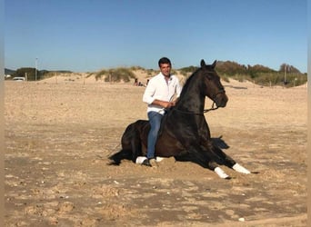 Entdecke Andalusiens Pferdewelt
