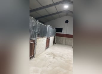 Entdecke Andalusiens Pferdewelt