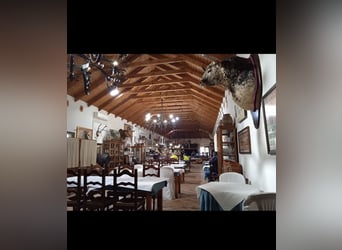Entdecke Andalusiens Pferdewelt