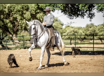 Entdecke Andalusiens Pferdewelt