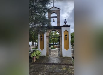 Entdecke Andalusiens Pferdewelt