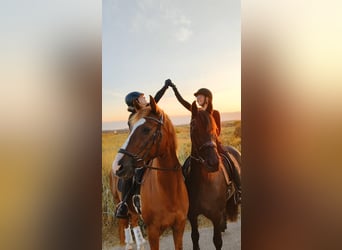 Geheimtipp für deinen Traumurlaub mit eigenem Pferd in Holland