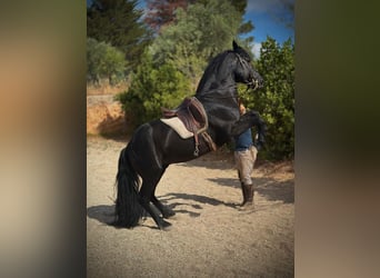 Intensivtage bei Josephine Cyr in Martina Franca - Italien