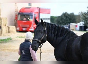 Intensivtage bei Josephine Cyr in Martina Franca - Italien