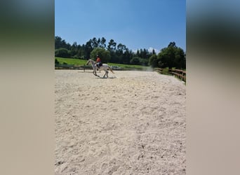 Pupilaje