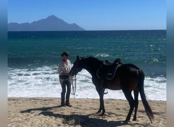 Reiten und Urlaub am Meer für Singels oder Freunde Max. 2 Personen PindosHorseLand