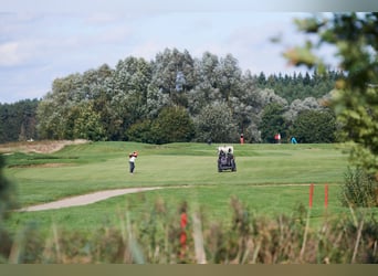 Fleesensee - Reiturlaub mit eigenem Pferd /Robinson Club/ Beech Resort / Mecklenburg-Vorpommern  
