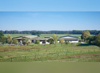 Fleesensee - Reiturlaub mit eigenem Pferd /Robinson Club/ Beech Resort / Mecklenburg-Vorpommern  