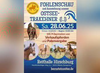 Fohlenschau mit Verkaufspferdepräsentation 