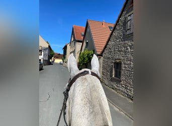 Gastboxen für Urlaub mit Pferd oder nur auf der Durchreise