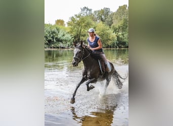 Reiterferien in Südfrankreich