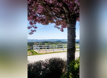 Urlaub auf Gut Buchenhof im Allgäu 
