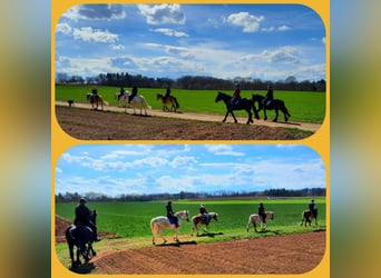 Dein Sommerabenteuer: Reiterferien 2024 mit täglichem Reitspaß!