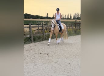 Ferien auf dem Ponyhof - Reiten
