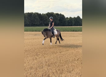 Ferien auf dem Ponyhof - Reiten