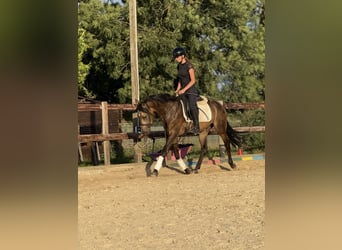 Ferien auf dem Ponyhof - Reiten