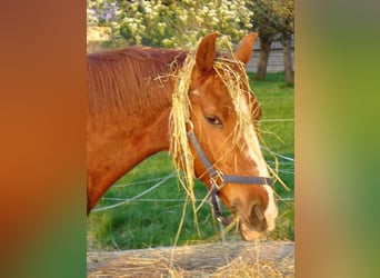 Reiterferien, Reitcamp, Reitkurse, Reiturlaub für Mädchen ab 10 Jahren. 