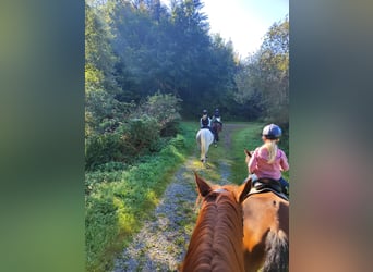 Reitferienplätze  im August und in den Herbstferien noch frei
