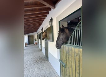 Reiterurlaub exklusiv auf unserem Lusitanogestüt 