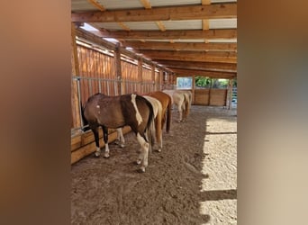 Aktivstall in neuer Anlage frei