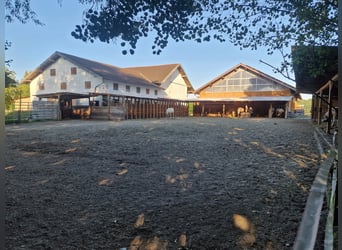 Aktivstall in neuer Anlage frei